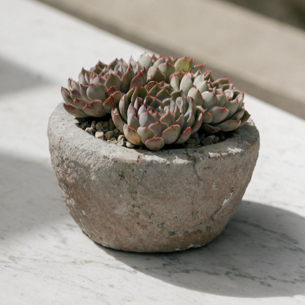 The Well by BDAntiques carved stone bowl planter holding small green and pink succulents on a white marble surface.